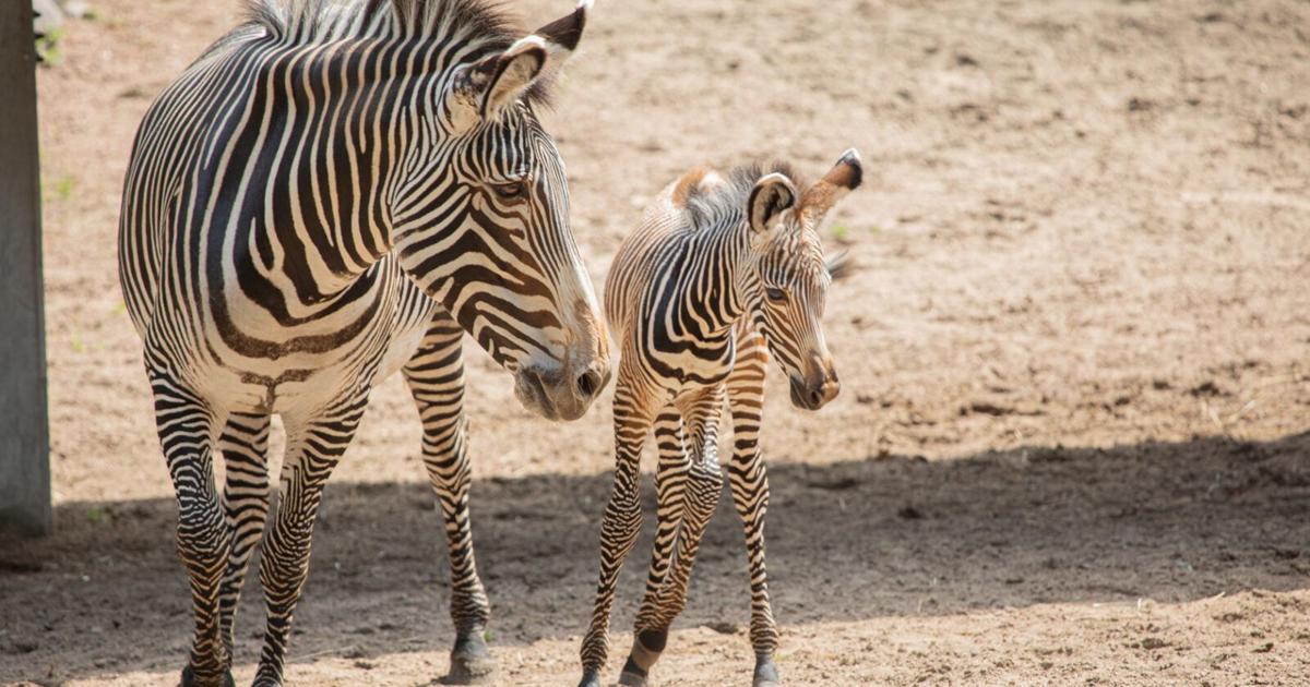 Nace cebra de Grevy, en peligro de extinción, en el zoológico Lincoln Park de Chicago | Zoólogos