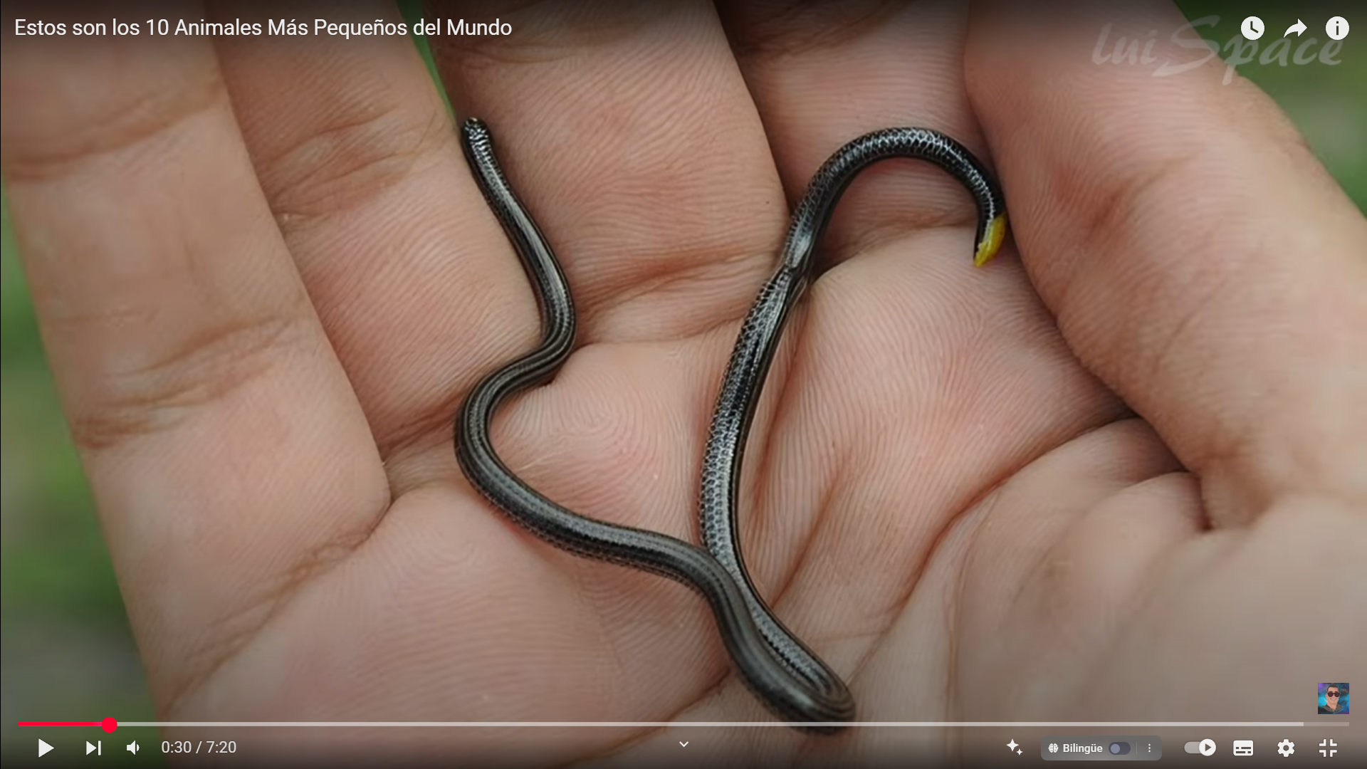 Los 10 animales más pequeños del mundo que probablemente nunca has visto: descubre criaturas diminutas y sorprendentes