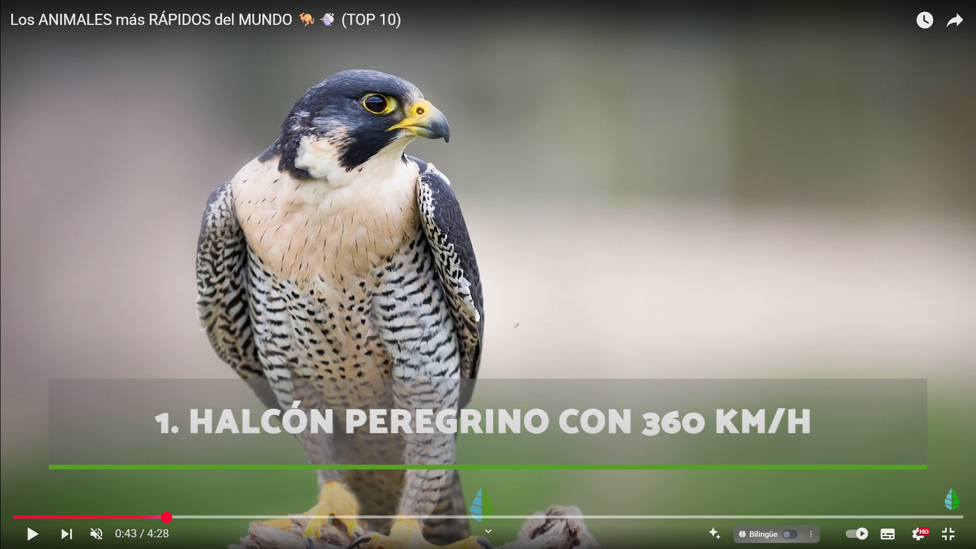 Descubre Cuáles Son los Animales Más Rápidos del Mundo y a Qué Velocidades Increíbles Pueden Llegar