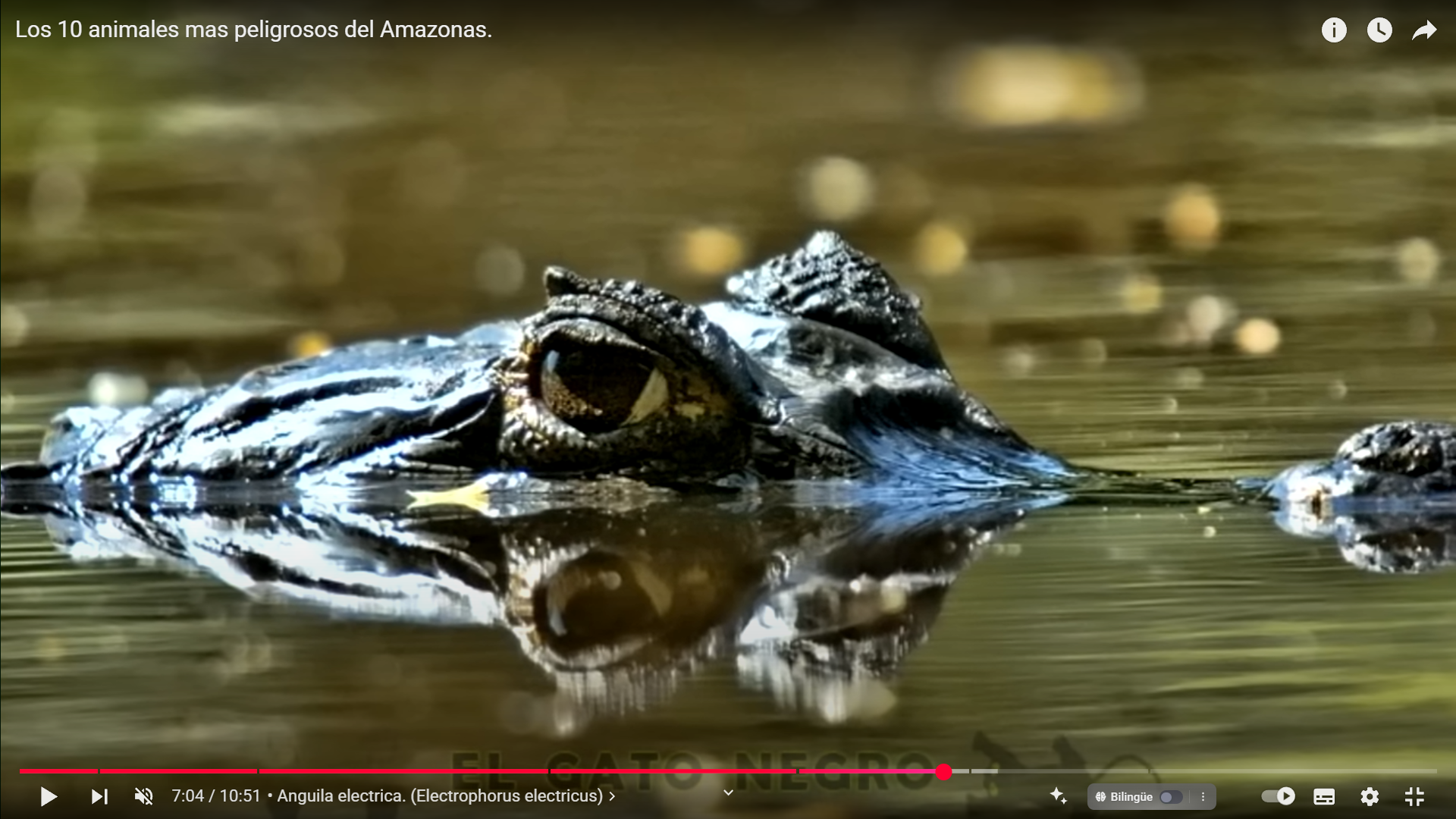 "Los 10 animales más peligrosos de la selva amazónica que podrían acabar contigo en segundos"