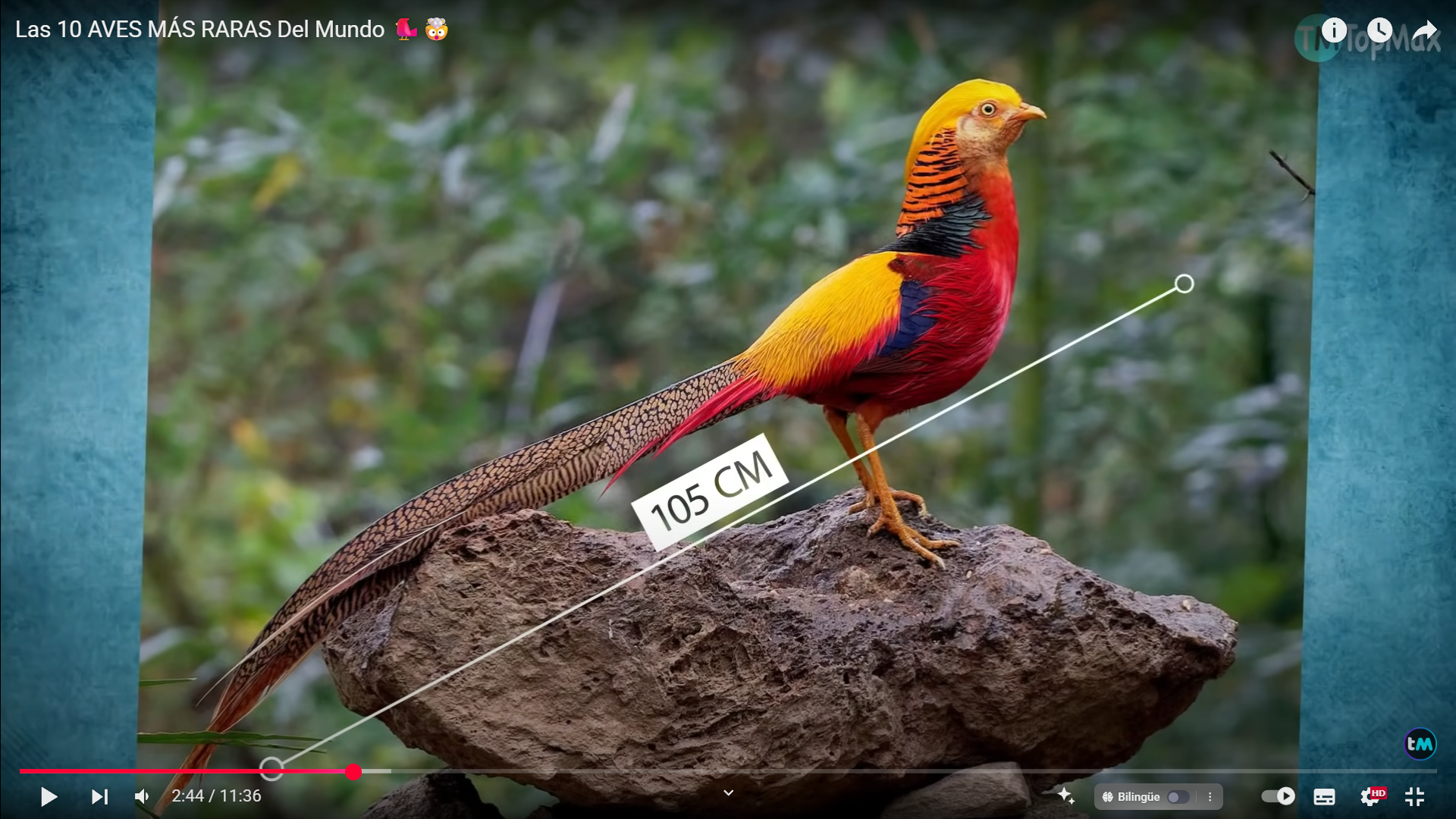 Aves exóticas que desafían la lógica: las criaturas aladas más extrañas y fascinantes del mundo