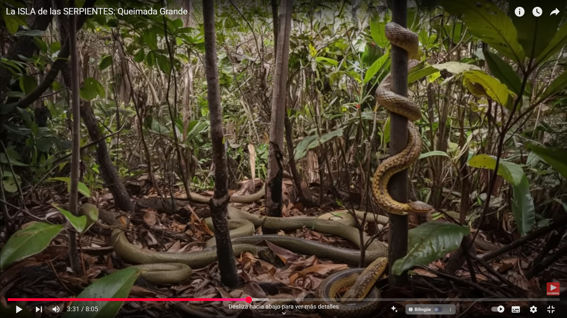 Isla Queimada Grande: La aterradora isla brasileña donde una serpiente mortal acecha cada metro cuadrado