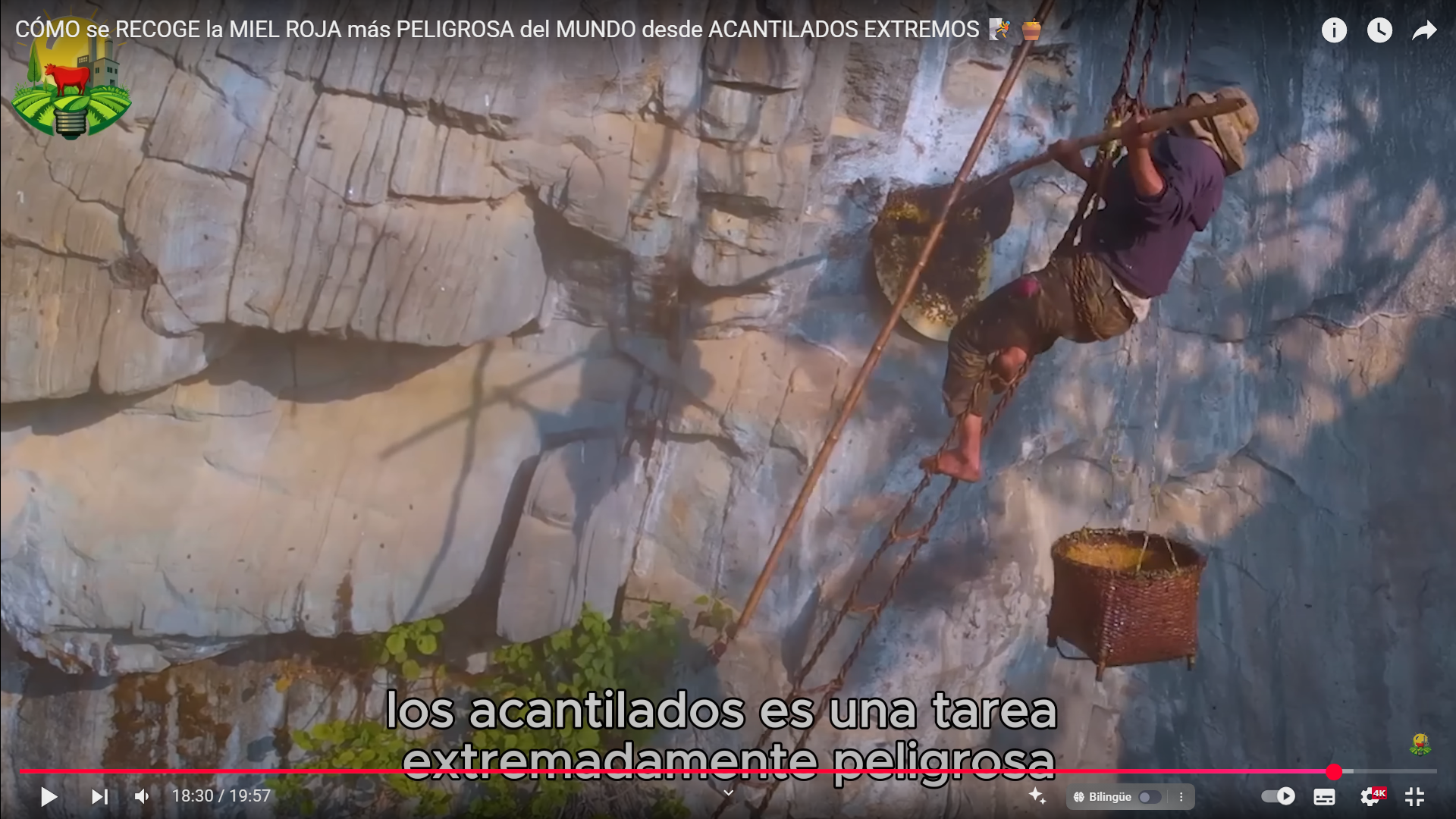 Miel roja del Himalaya: el peligroso tesoro natural que vale más que el oro