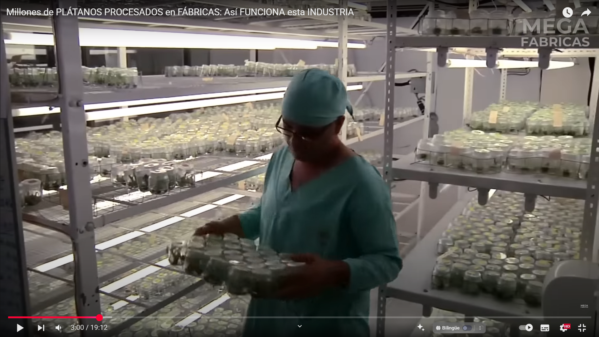 El asombroso viaje del plátano: cómo una fruta tropical se transforma en alimento global sin perder frescura