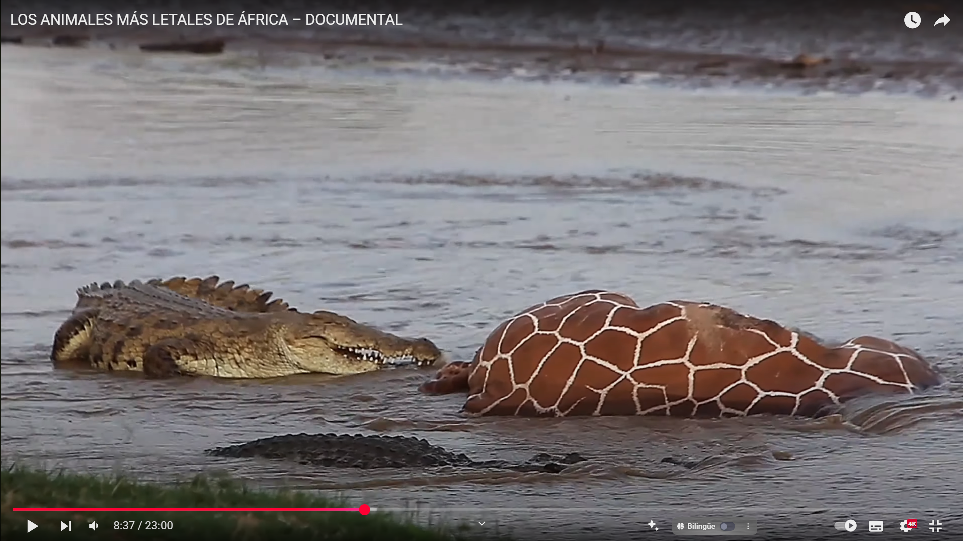 Animales más peligrosos de África: los depredadores que dominan la sabana y los ríos