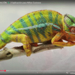 Camaleón: el asombroso maestro del camuflaje, el color y la visión 360°