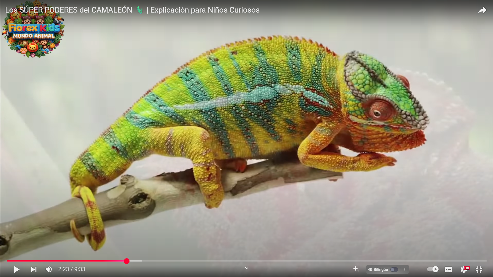 Camaleón: el asombroso maestro del camuflaje, el color y la visión 360°