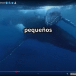 Mundo de las ballenas: cómo viven, qué comen y cómo podemos ayudarlas a sobrevivir