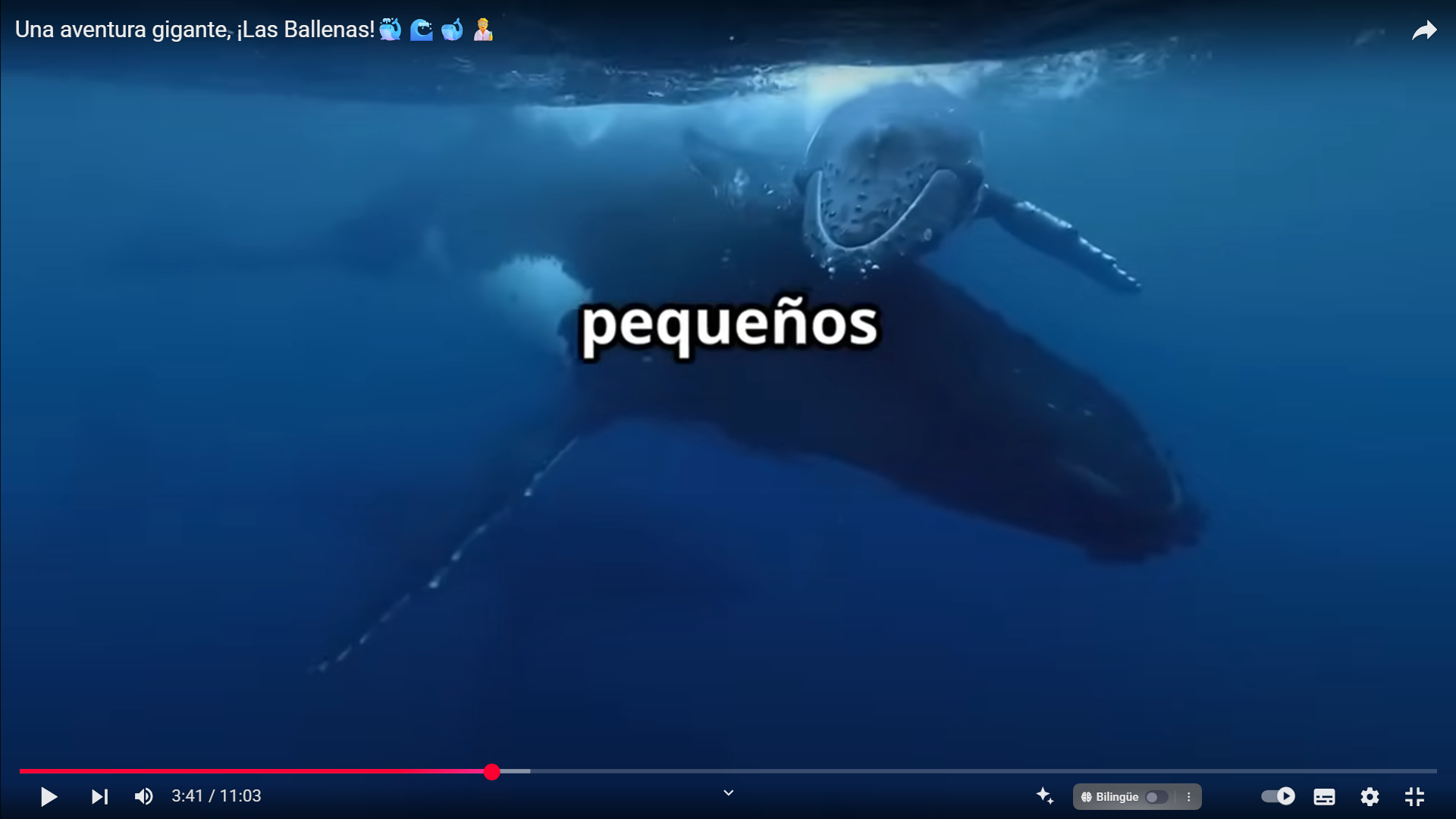 Mundo de las ballenas: cómo viven, qué comen y cómo podemos ayudarlas a sobrevivir