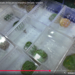 Los reptiles más exóticos del mercado de Michuca: camaleones, pogonas y ranas mutantes en exhibición