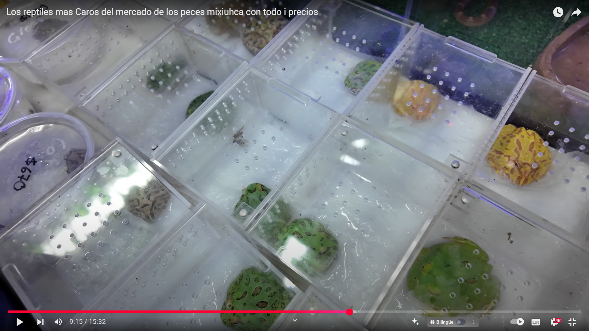 Los reptiles más exóticos del mercado de Michuca: camaleones, pogonas y ranas mutantes en exhibición